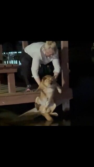 Take the dog for a night swim