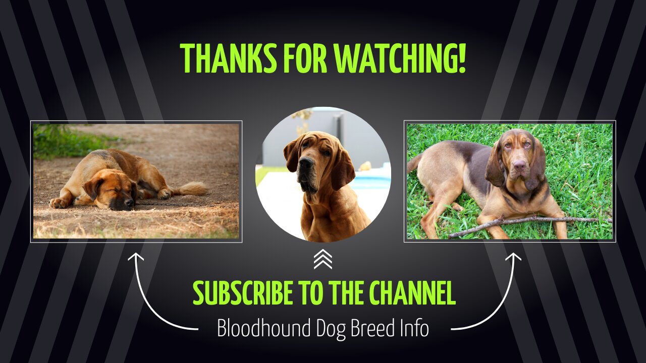 Unveiling the Fascinating World of Bloodhound Dogs: Breed Information and More!