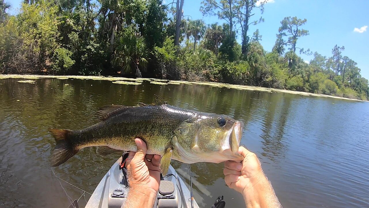 Topwater Toad Fishing