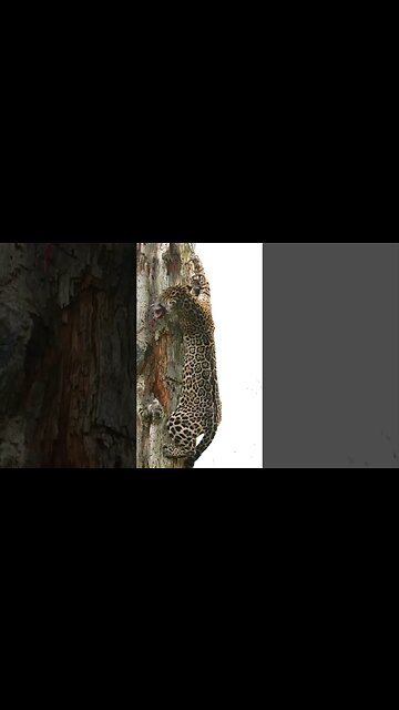 🐆Jaguars are good at climbing trees.