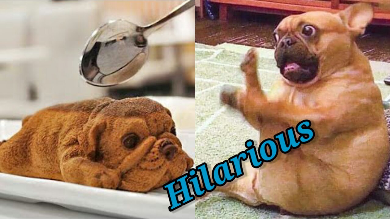 Dog Cake cutting Funny Reaction,Try Not To Laugh 😂😂