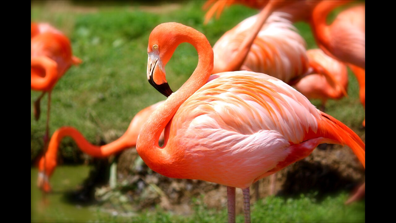 Beautiful flamingos seem to be in great dancing moments