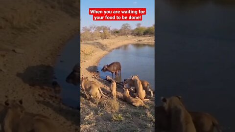 When you are waiting for your food to be done #shorts #animals #viral #video