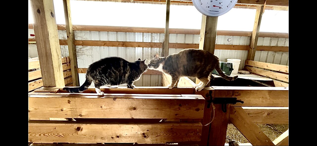 Barn cat showdown! Returning our amputee cat to the goat barn. | Goat check after Polar Vortex