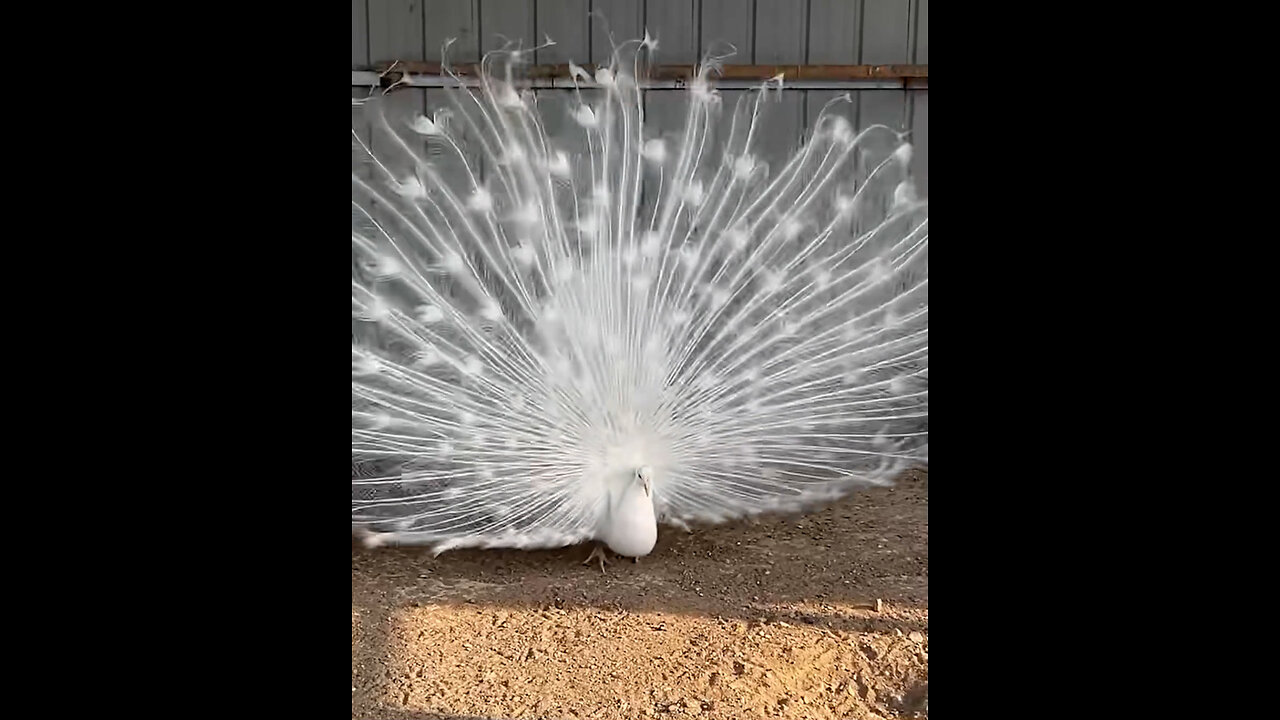 🦚 Gorgeous Peacocks with Magnificent Feathers! 🌈