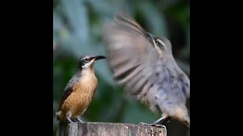 Juvenile Male Victoria’s Riflebird Dancing