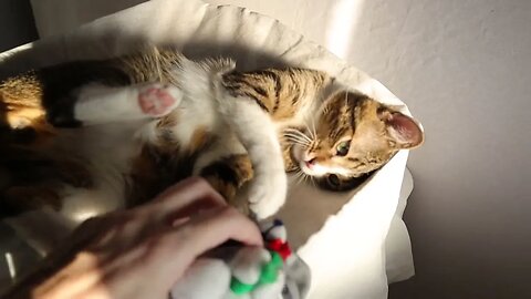 Sleepy Cat and His Toy Mouse