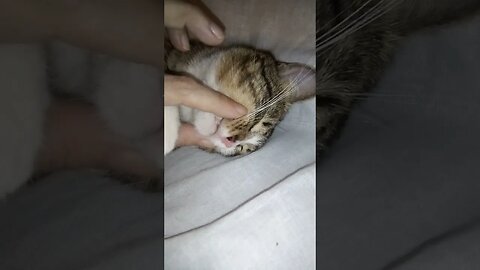 How to Bother a Sleepy Cat #shorts