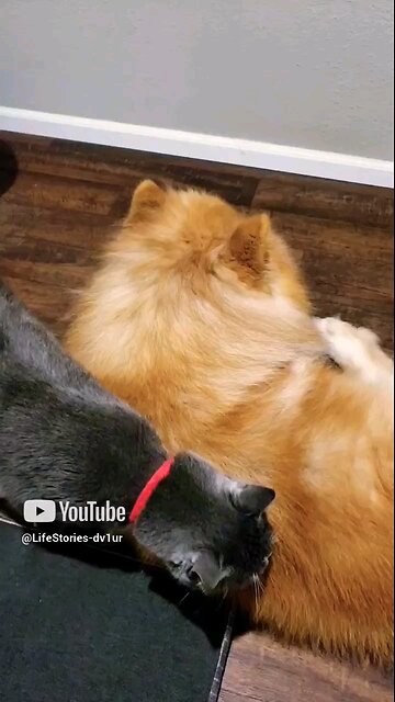 Cat wants attention from dog #shorts