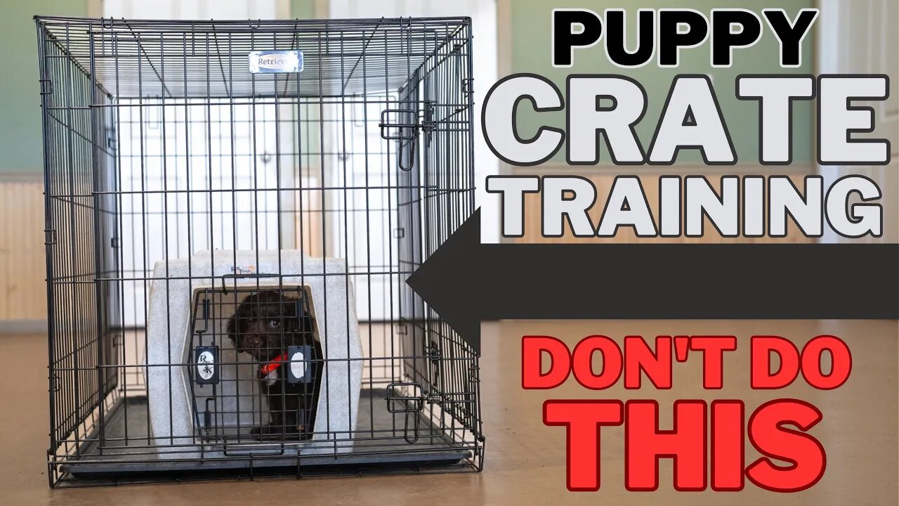 Everything You Need To Know About Crate Training - Pro Tips & Tricks