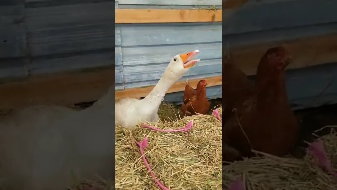 #guardgoose #goose #farm #farmanimals #farmlife #homesteading #homestead