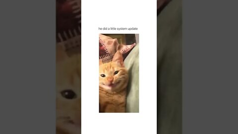 😂🐈‍⬛ #shorts #shortsvideo #funny #cat