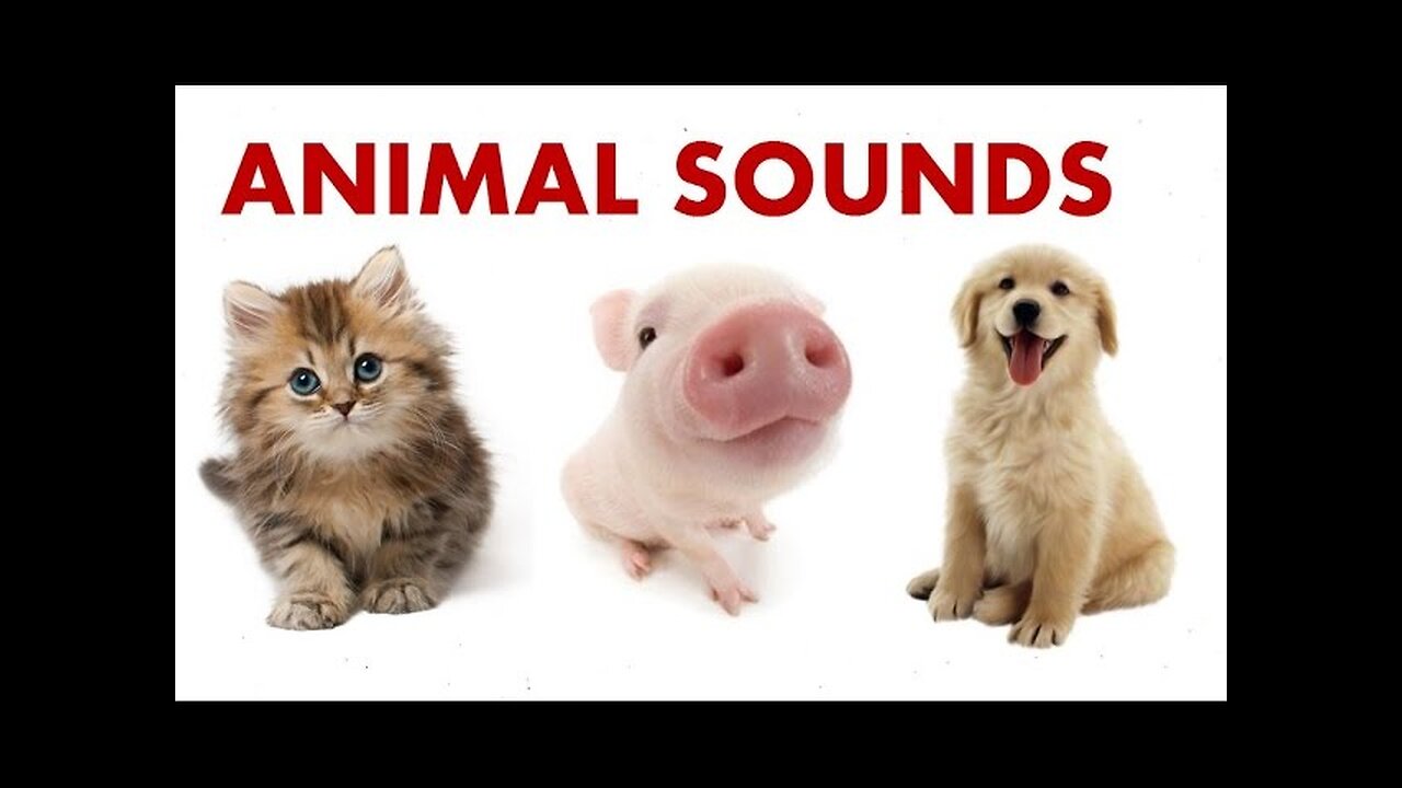 Cute Animal Sound 😍