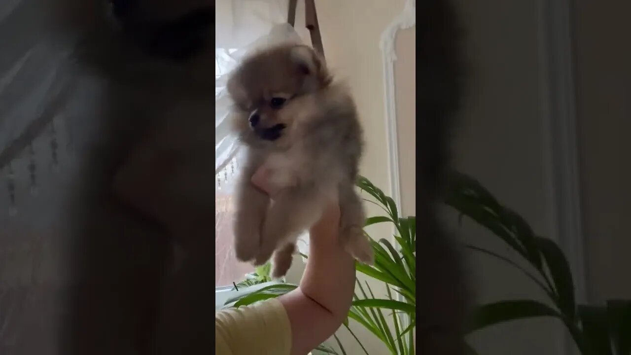 😂 cute dog video 😂, part 149 #shorts