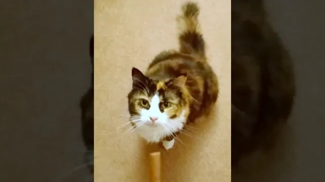 Two Cats Want Their Treat