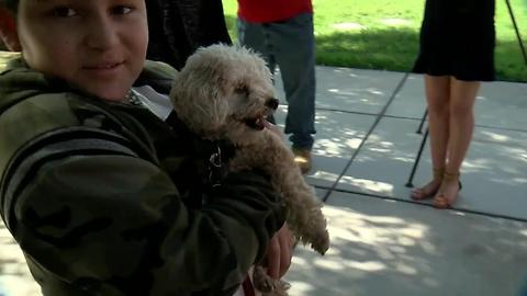 Therapy dog greets elementary students at school