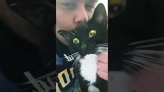 Kitty all better #shortsfeed #kittycat #shortsvideo #kitty #youtubeshorts #catshorts #cutekitty