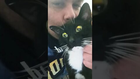 Kitty all better #shortsfeed #kittycat #shortsvideo #kitty #youtubeshorts #catshorts #cutekitty