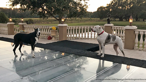 Funny Great Dane Complains About Dance Floor Pool Cover