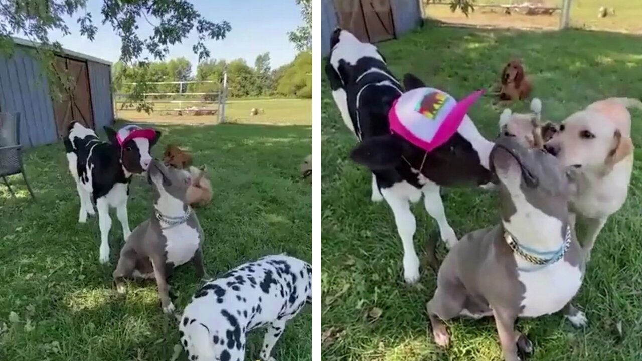 calf sweetly kisses his dog friend)