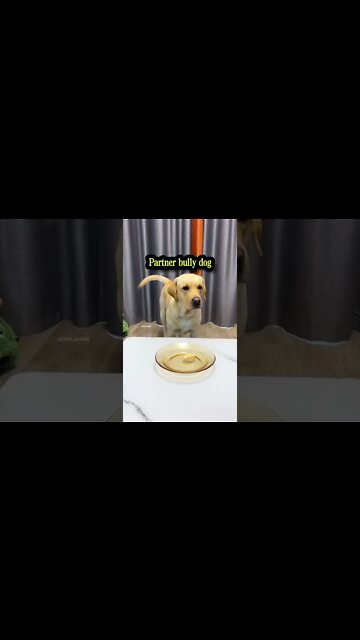 Dog : I am superfluous in this house after all