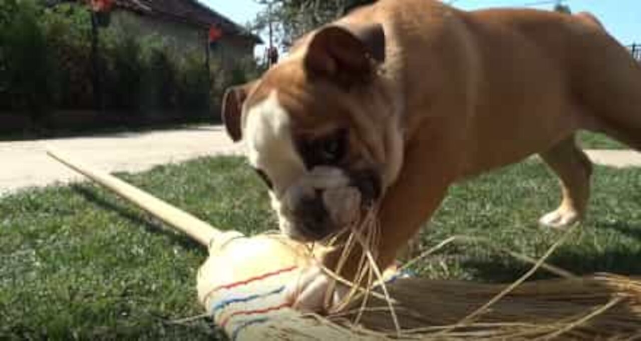 Ce bulldog mène une lutte acharnée contre... un balais!