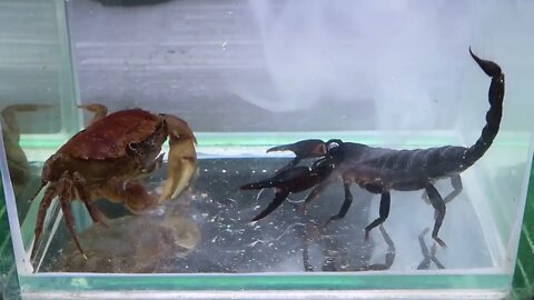 Crab vs Scorpion Underwater - Caranguejo vs Escorpião-10