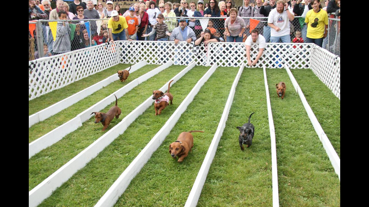 Watch 5 of the best WKC Dog Show moments to celebrate National Puppy Day