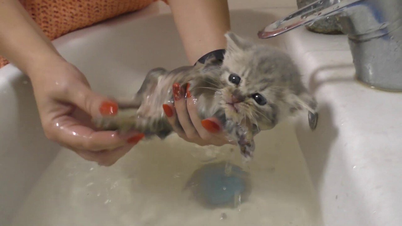 Stray First Bath Kittens bathing a stray cat / Rescue Street Kittens Meowing