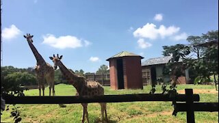 SOUTH AFRICA - Johannesburg - Joburg Zoo (videos) (NTa)