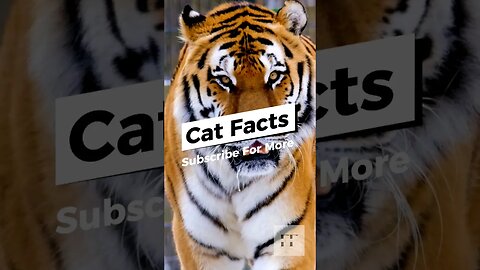 Cat Facts - You Don't Know😺#cats #catfancy #catlover #cat #catvideos #catsoftiktok #catsofinstagram