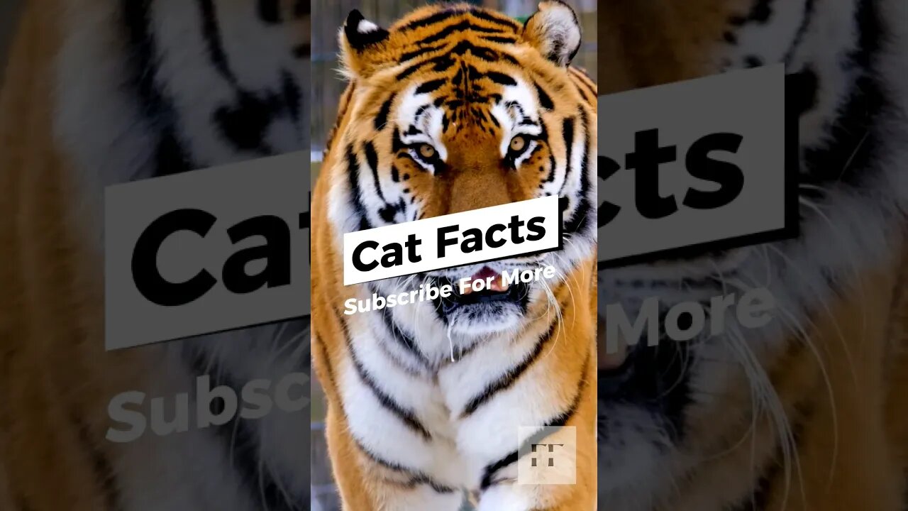 Cat Facts - You Don't Know😺#cats #catfancy #catlover #cat #catvideos #catsoftiktok #catsofinstagram