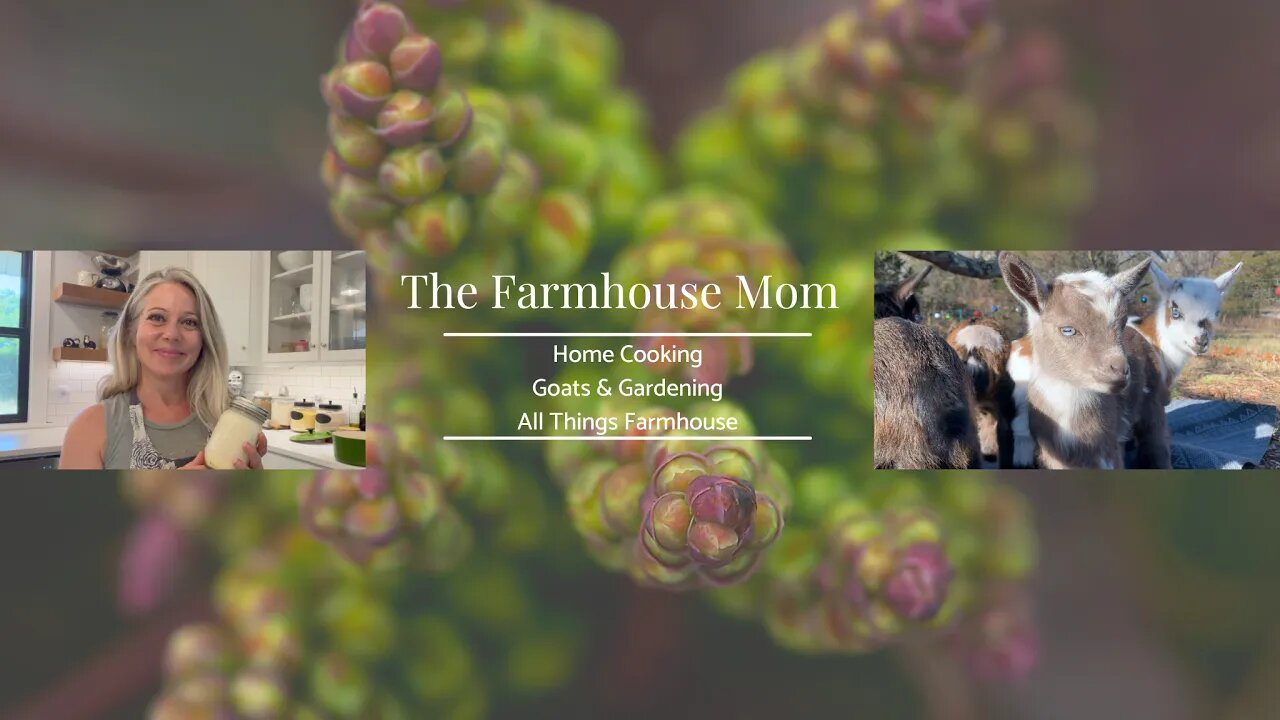 Baby Goat Nursery Live Cam from The Farmhouse Mom