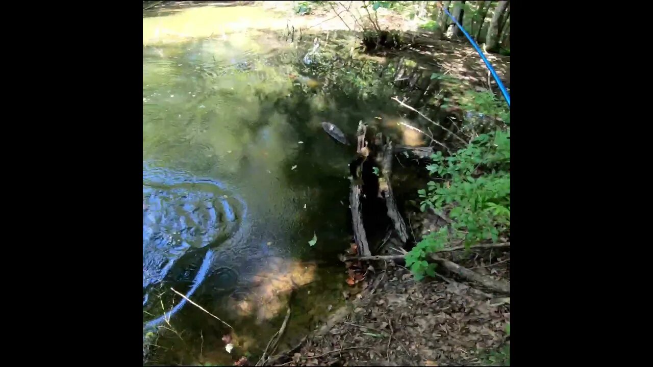 Does this count as catching a bass?