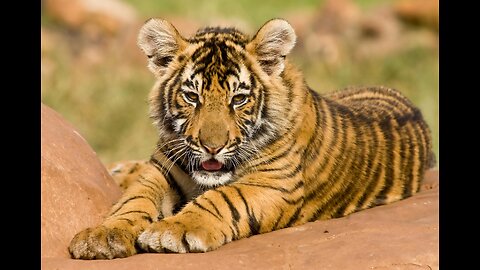 Taming the Sugar Tiger part 1