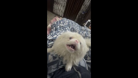 Teddy reaction || #viral #trending #shorts #rumble #videos #dog # reactions