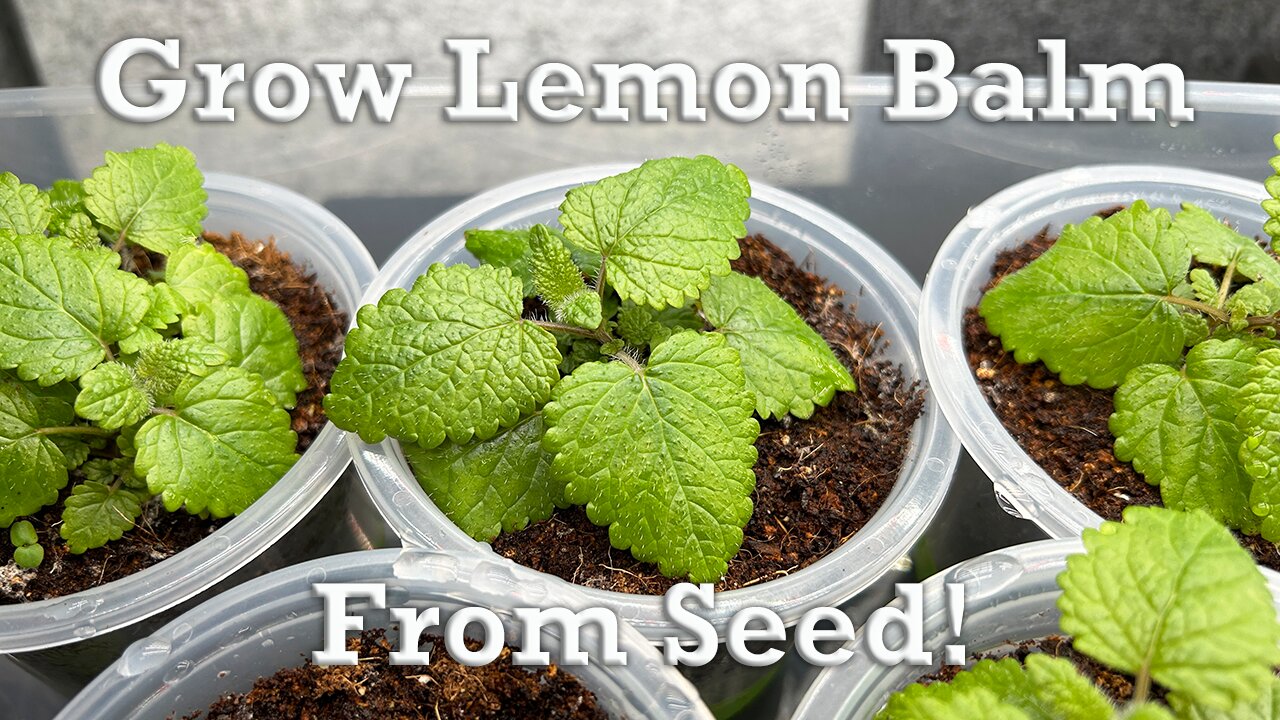 The Easy Way To Grow Lemon Balm From Seed