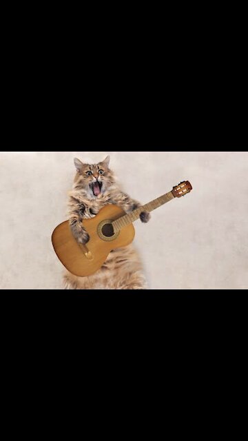 Cute Cat Singing Ah Aaaaa aa | Cute Animal Videos #1