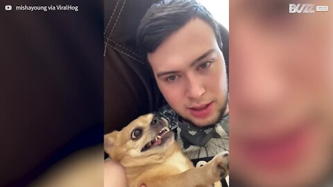Cão odeia abraços... ou será que adora?