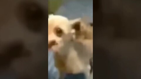 Always low-quality videos are the best 😂😂👌 #shorts #shortsvideo #dog