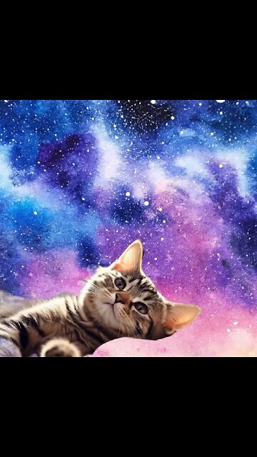Cute Cat Gif 💫