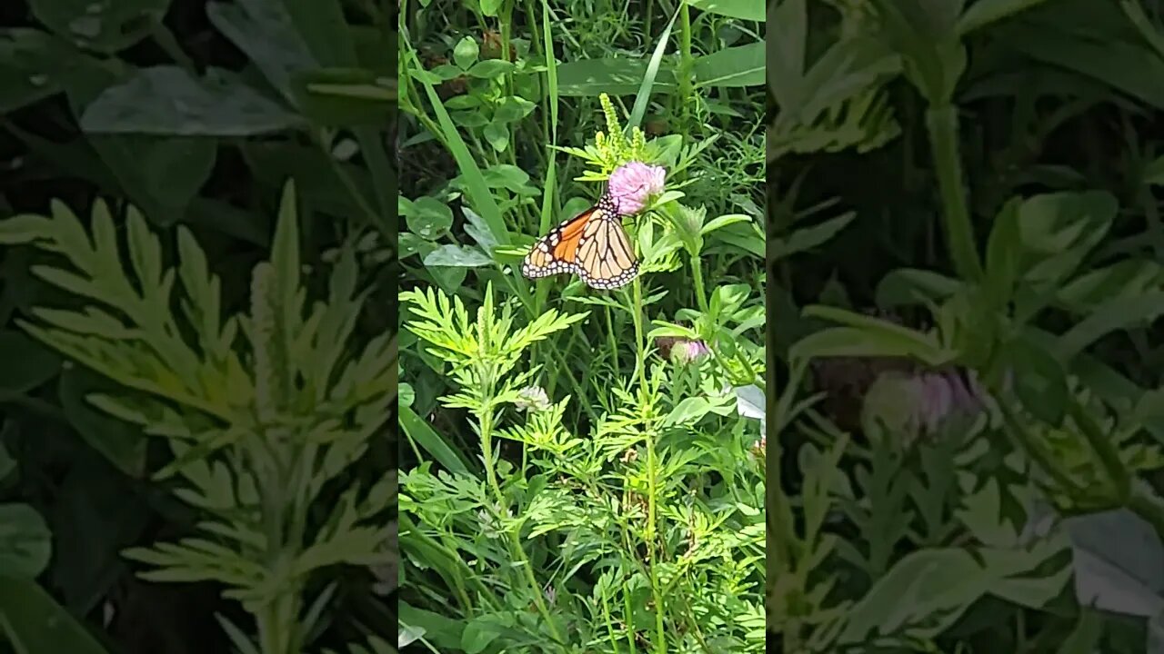 Wildlife around the Farm 🚜 series, Monarch Butterfly at the Farm 🌳 🚜