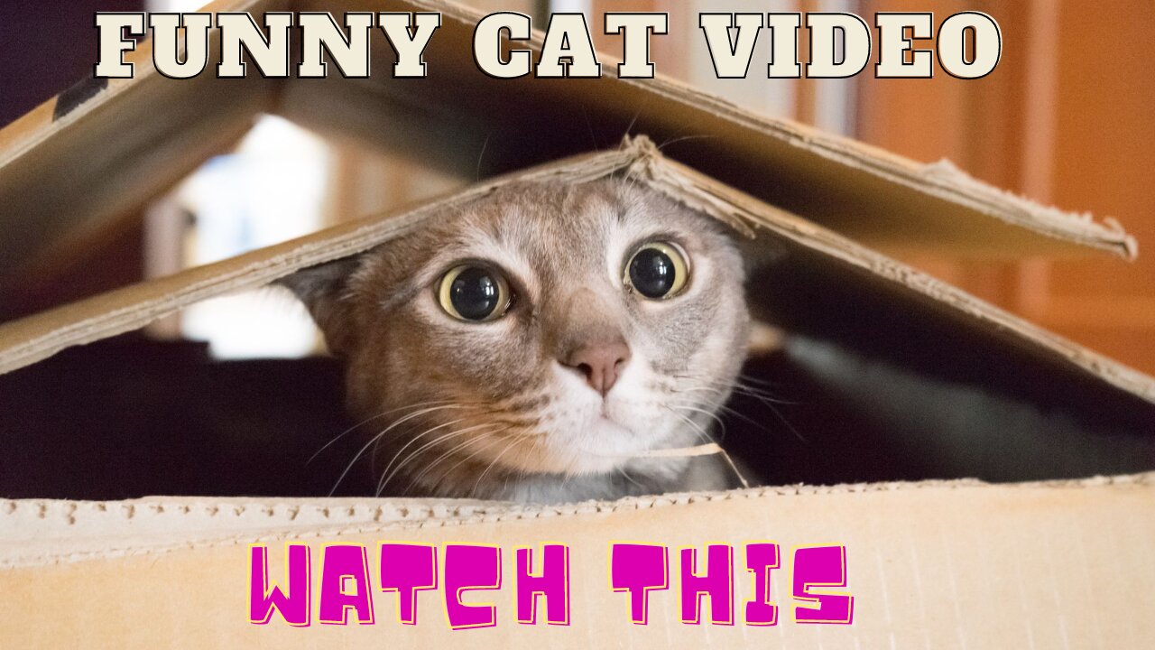 Funny animal video 2022..interesting cat video