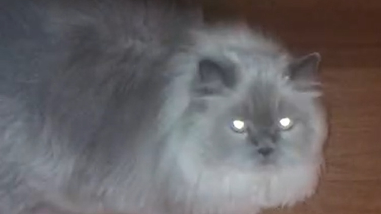 My himalayan cat