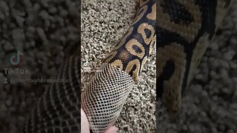 Snake Shedding it's old self