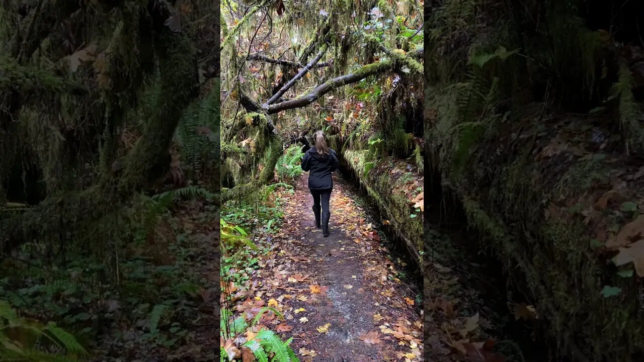 Big giant on the Grove of Titans trail in Jedediah Smith Redwood State Park