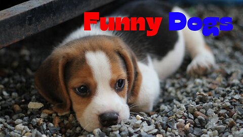 funny animals (super 3 minute funny) cats and dogs