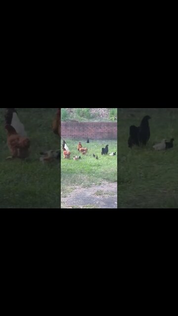 5 week old chicks will be with us soon