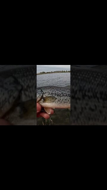 Ever Catch A Bass Like This? #shorts