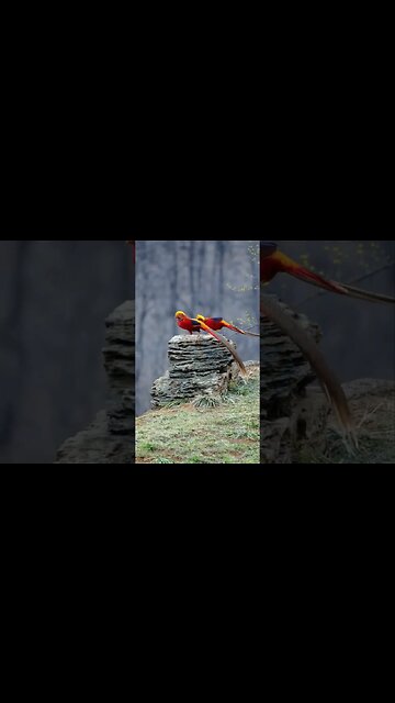 According to legend, during their journey for the Golden Fleece...